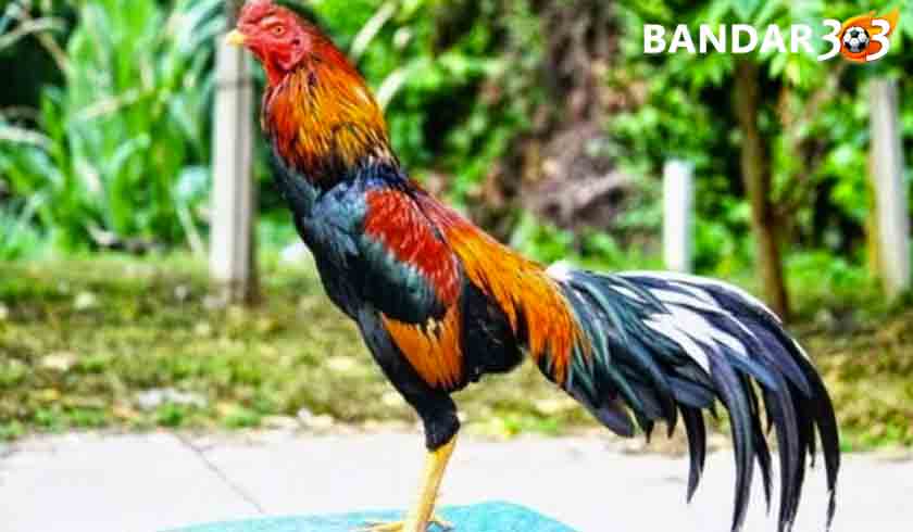 Tips Cepat Memilih Ayam Aduan Bangkok Super